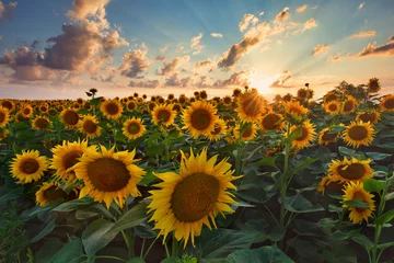 Fotobehang Zonnebloemen in het veld, zomerse landbouwachtergrond © e_polischuk