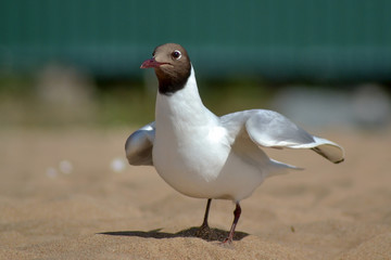Seagulls on the Gulf of Finland