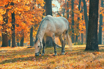 Horse grazing in the forest under trees with yellow and red leaves, fall season theme