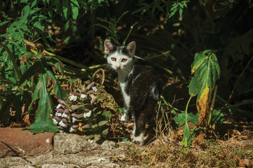 Cat looking next vegetation in a farm
