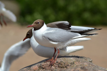 Seagulls on the Gulf of Finland
