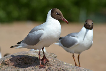 Seagulls on the Gulf of Finland