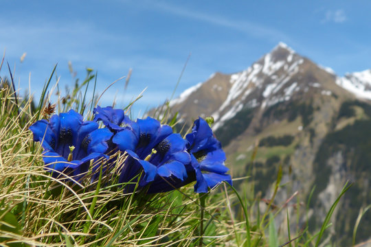 blauer Enzian mit Berg im Hintergrund