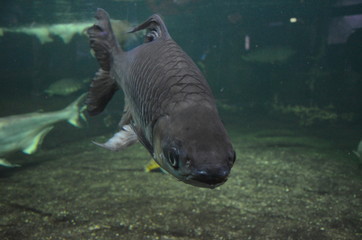 Fototapeta premium Tropical fish in aquarium, Berlin