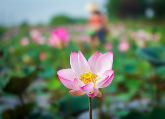 Closeup pink lotus blooming with blurry leaf field background.