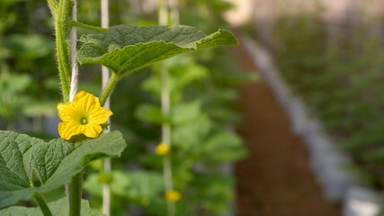Mild sunshine on surface of young little yellow melon flower is growing with green leaves on hanging white rope and blur organic greenhouse area background, cultivation and agriculture concept