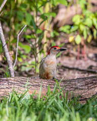 A beautiful male red-bellied woodpecker perched on a log in the forest. 