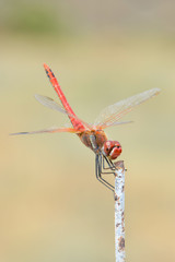 Dragonfly Sitting On A Stick