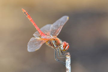 Dragonfly Sitting On A Stick