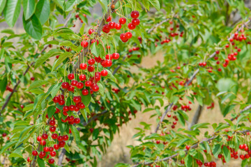 Obraz premium Berries of red cherry on a branch