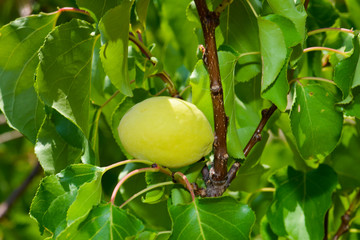 Not ripe young apricots on a branch