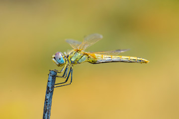 Dragonfly Sitting On A Stick