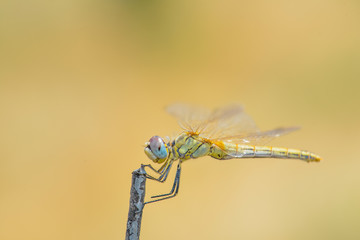 Dragonfly Sitting On A Stick