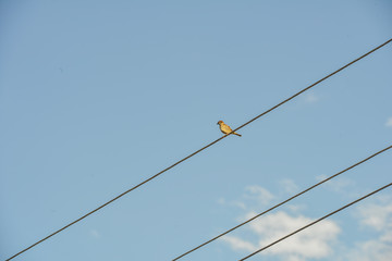 Sparrow sitting on a rope