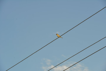 Sparrow sitting on a rope