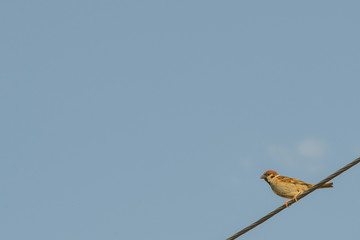Sparrow sitting on a rope