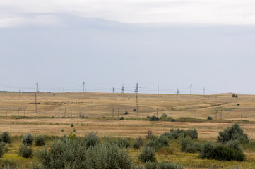 Gold meadow with lonely green trees far away and blue calm tender sky above. Yellow dry grass....