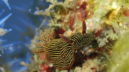 Closeup and macro shot of nudibranch Chromodoris lineolata during a leisure dive in Tunku Abdul Rahman Park, Kota Kinabalu. Sabah, Malaysia.