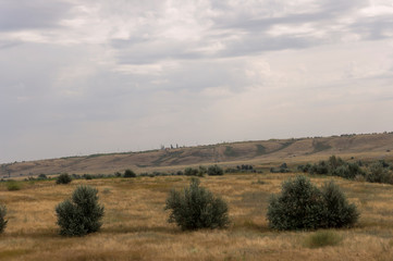 Gold meadow with lonely green trees far away and blue calm tender sky above. Yellow dry grass. Electric poles in the field. Travelling. Ural landscapes