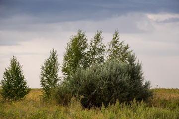 Fototapeta premium Gold meadow with lonely green trees far away and blue calm tender sky above. Yellow dry grass. Electric poles in the field. Travelling. Ural landscapes