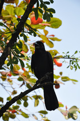 Crow on the branches in the forest