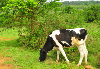 Milk cow walking in the midst of nature