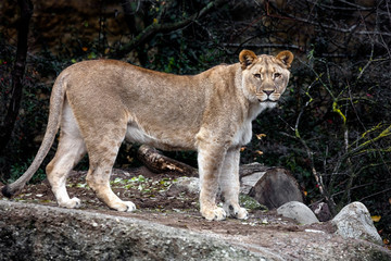 Young lioness on the path in the enclosure. Latin name - Panthera leo persica