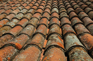 Close-up of shingle on roof covered by moss and lichens