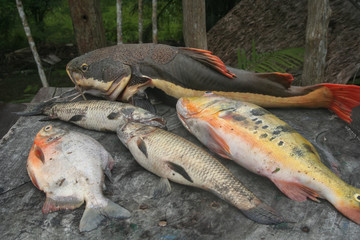 Fishes from Amazon
