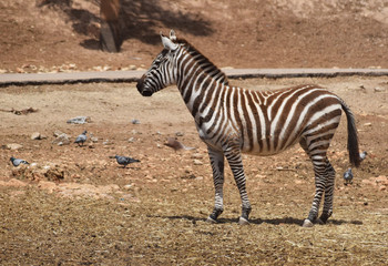 Fototapeta na wymiar Zebra in Africa. Zebra stands on the ground.