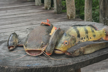 Fishes from Amazon