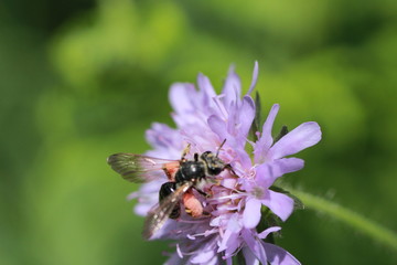 Andr&egrave;ne de la Knautie