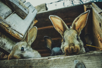 Obraz premium animals, nature