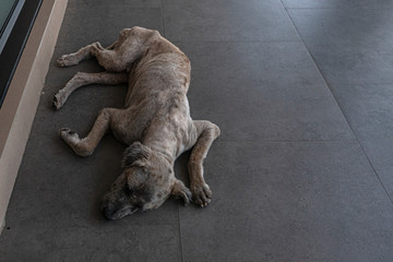 A dirty lonely vagrant dog lie down on the floor