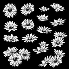 Illustration material of the flower