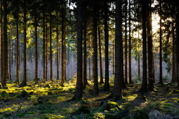 Waldlanschaft