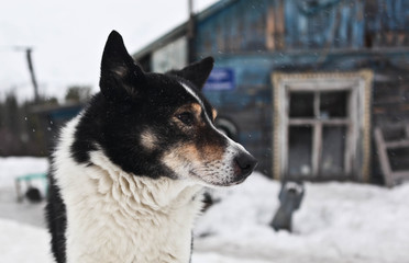 Close up portrait of black and white dog. Old village house with wooden plank surface painted in blue in the background.