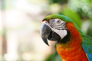 close up head of colorful parrot or macaw bird and eye on multi color green with red in jungle or forest and zoo for wild life and poultry animal with light bokeh with space