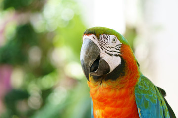 close up head of colorful parrot or macaw bird and eye on multi color green with red in jungle or forest and zoo for wild life and poultry animal or pet with light bokeh with space