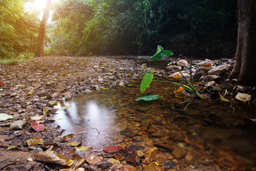 clear water stream or river with tree and stone in green jungle or nature forest for holiday relax and travel vacation trip with trekking and adventure hiking at Ban Krang Camp in autumn national park