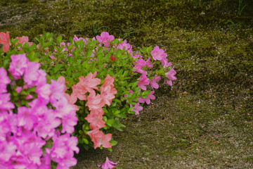 Flower from kyoto