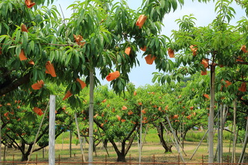 peach field in Okayama,Japan