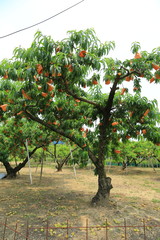 peach field in Okayama,Japan