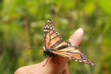 Hermosa Mariposa