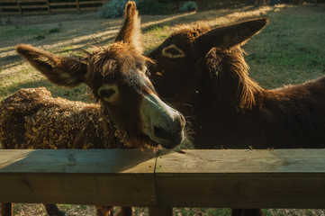 Two donkeys on a corral from a farm
