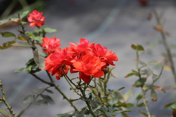 Beautiful colorful flowers captured at park