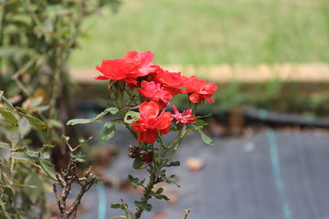 Beautiful colorful flowers captured at park
