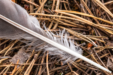 Close-up of single feather on a forest floor
