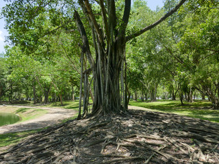 large tree with roots covering the ground, a large tree in the garden