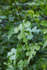 Close-up of green Ginnala maple tree leaves. Ginnala maple tree with green foliage in background